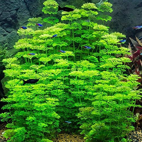 Live Aquarium Plant - LIMNOPHILA - Fish Tank Aquatic Fern - Tropical or Coldwater (5)