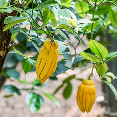 30 Stück chayote frucht kaufen samen gewächshaus balkon obst frisch gemüsesamen alte sorten gartenarbeit bäume garten winterhart obstsamen zimmerbonsai bonsai exotische pflanzen topfpflanzen