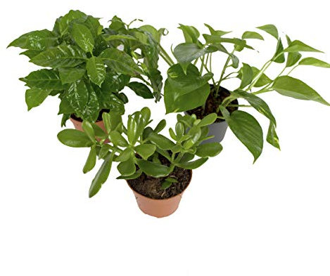 Schreibtisch Mix - 3 Zimmerpflanzen - 1x Coffea arabica / 1x Scindapsus / 1x Crassula ovata - immergrün und pflegeleicht
