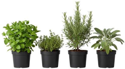 Huerto Urbano Pack Huerto Mediterráneo | Pack de 4 Plantas Aromáticas Vivas para Cocinar y Decorar – DECOALIVE con Romero y Tomillo, Ideal para Balcón o Interior Luminoso, Hierbas Frescas en Casa