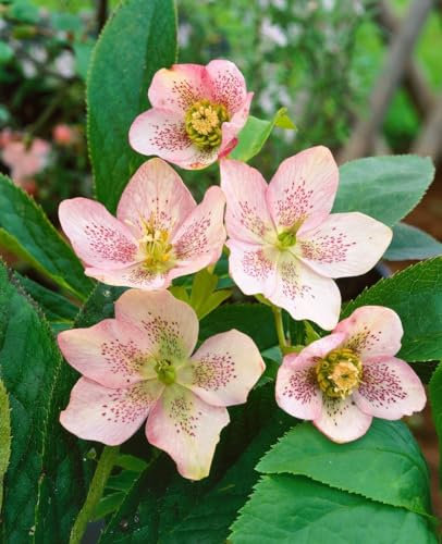 Helleborus x sternii 11x11 cm Topf – Winterhart, Mehrjährig, Pflegeleicht – Nieswurz – Staude für Schattenbeet & Kübel