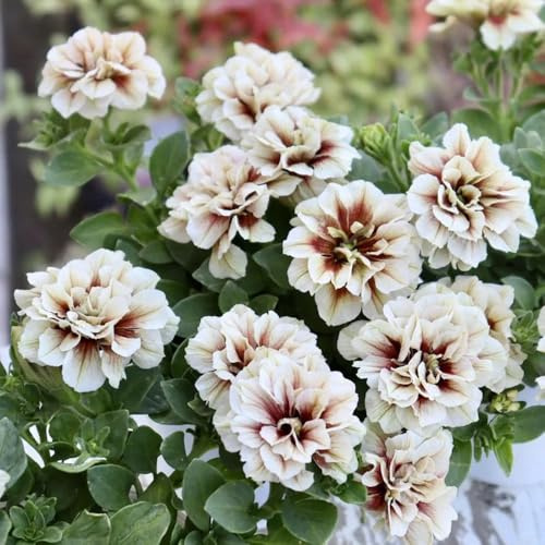 semi di petunia perenni, balcone esterno, resistenti giardino 200pcs