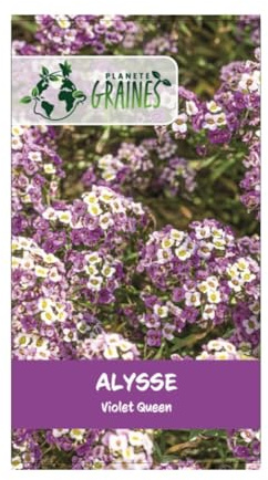 50 graines d'alysse odorante violette (lobularia maritima) tapis de fleurs au parfum de miel