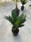 Pianta Cycas Revolutia Vaso 18cm