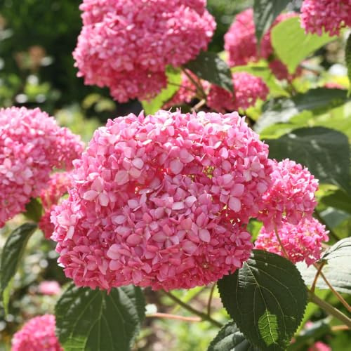 Hydrangea arborescens 'Pink Annabelle' – Hardy Pink Hydrangea with Giant Blooms – Easy-to-Grow Flowering Shrub – Strong Stems & Repeat Summer Blooms 5 Litre Pot x1 by Thompson & Morgan