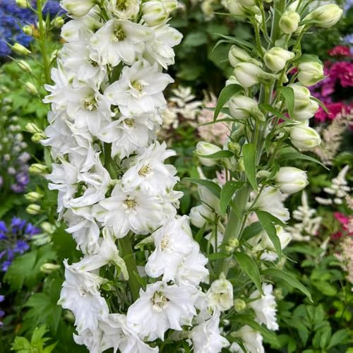 semi di delphinium perenni 80pcs