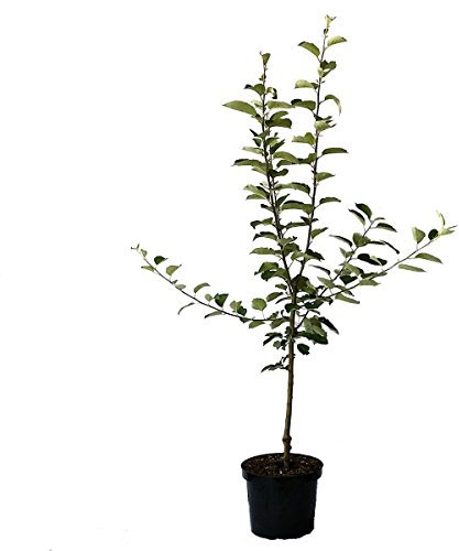 Dülmener Rosenapfel historischer Herbstapfel Apfelbaum Buschbaum 110-140 cm 9,5 L Topf MM111