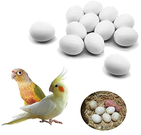 FOIBURELY 12 Pcs Solid Parrot Plastic Eggs Hatching Eggs Green Cheek, Lorikeet&Ringneck Dove, Quaker, Cockatiel. Trick The Birds to Stop Laying Eggs, Fake Eggs