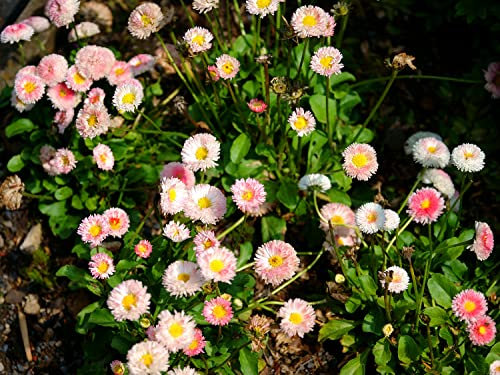 Gänseblümchen Monstrosa Mix - Bellis perennis - 400 Samen (1 Beutel)