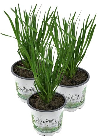 3er Set Schnittknoblauch,Allium tuberosum, Frische Kräuter Pflanze