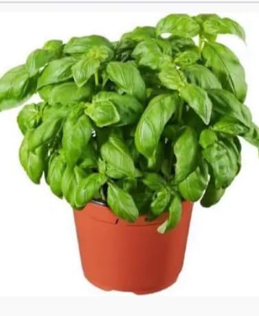 Basil Beautiful Plant Terre di Romagna Made in Italy Genovese Pesto Pot 12 cm