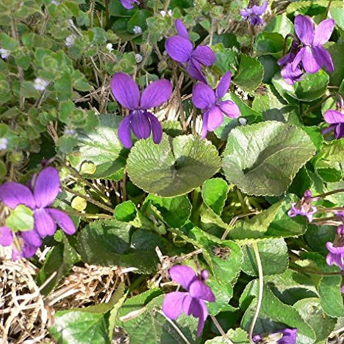 Pianta vera di Viola mammola - Diametro Vaso Ø 13 cm