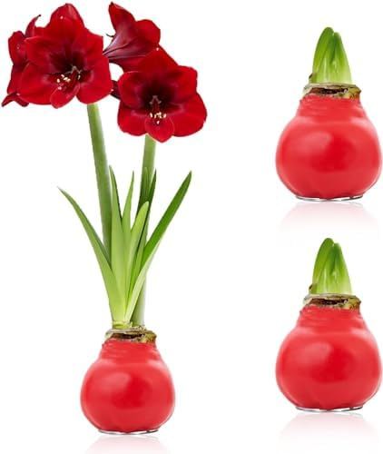 Bulbi Amaryllis Wax rossa - 2 pezzi - Amaryllis Bulbi di cera in grande formato 28/30 - mix esclusivo di piante vere dall'Olanda - Hippeastrum (senza semi, non artificiale)