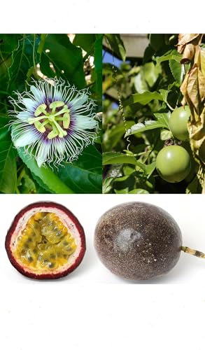 20 Passion Fruit Seeds (Passiflora edulis) – Exotic Edible Fruit & Stunning Flowering Vine for Gardens & Greenhouses
