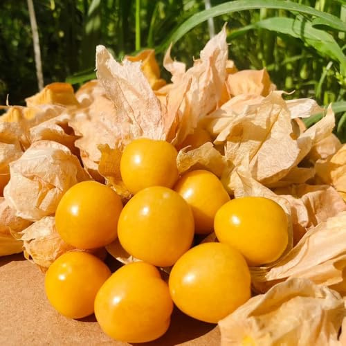 Semi di Physalis, semi di per il giardino resistenti da frutto nani semi rari frutto colonnare da giardino 250pcs