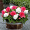 Begonien Mischung (rosa, weiß) (x6) - Das beutel von 6 blumenzwiebeln / umfang 4-5cm