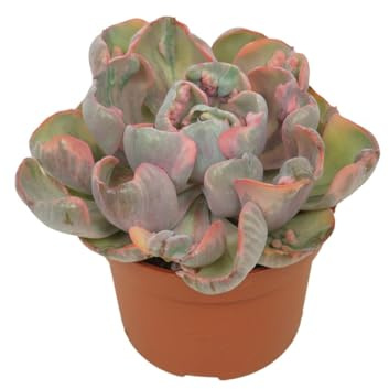 Exotenherz Rosace à feuilles épaisses colorées - Echeveria « Cleopatra » - Rarité - Plante succulente facile d'entretien - Pot de 10,5 cm