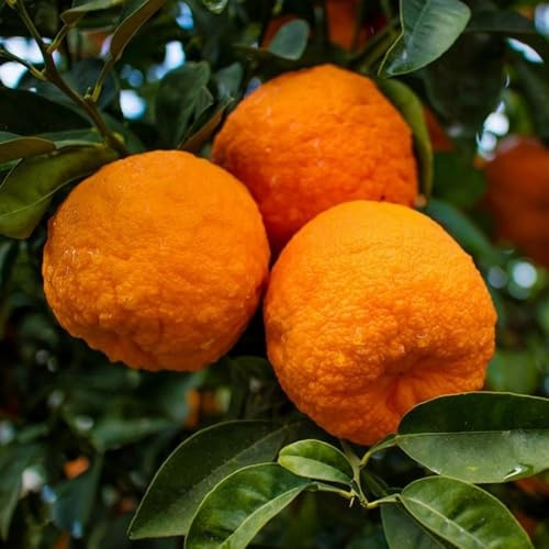 PIANTA DI ARANCIO AMARO in fitocella - età 2/3 anni (foto reali)