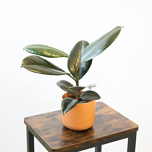Planta Natural Ficus Robusta para Interior o Exterior en Maceta Ø13 cm Altura 45 cm Decoración Hogar