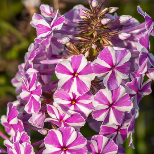 Garden Phlox 'Natascha'. Plug Plant x 4. Fragrant Perennial Flowers for Cutting. Available from Bedwen Plants