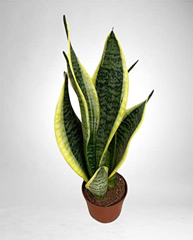 Pianta Sansevieria trif. Laurentii-Vaso 9