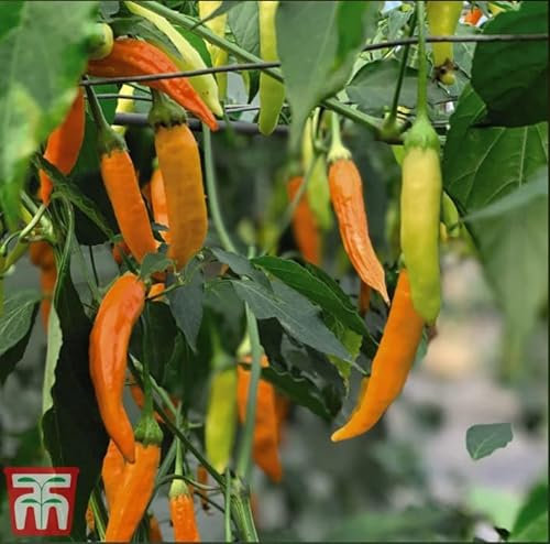 Chilli Pepper 'Havana Gold' Capsicum annuum Mild Chili Pepper Half-Hardy Annual Easy to Grow Your Own Chillies Indoor Outdoor Vegetable Plants 1x Packet (Approx. 8 Seeds) by Thompson and Morgan