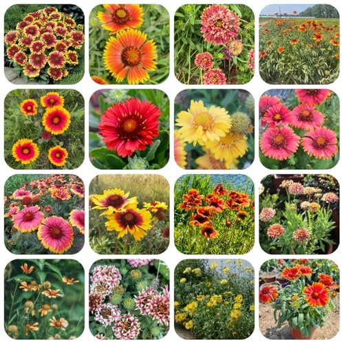 kokardenblume winterhart samen gartenblumen, kräuterpflanzen kokardenblume winterharte pflanzen für garten bodendecker winterhart mehrjährig blumenwiese samen mehrjährig pflanzen für 600pcs