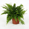 Nephrolepis exaltata Bostoniensis - Planta de helecho Boston en maceta de 12 cm