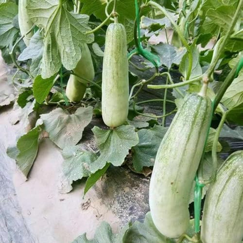 50 Pcs Melonen Samen Bio, Honigmelone Samen, Obstsamen, Deko Obst Melonensamen - Cucumis Melo - Garten Geschenke Für Frauen Nachhaltige Geschenke, Obstbäume Samen Alte Sorten, Frisches