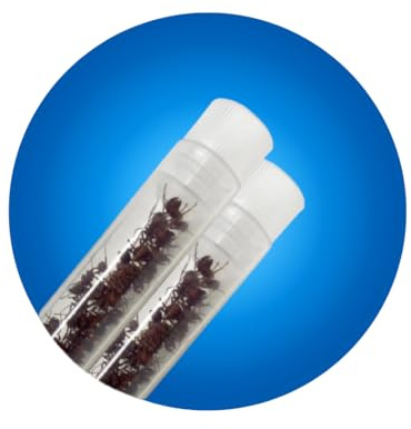 Insect Lore 50 Live Western Harvester Ants - Grown in USA - Includes STEM Activity Observation Journal