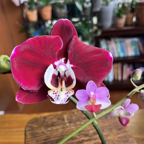 phalaenopsis orchidee samen - exotische pflanzen samen gartendeko für draußen blumendeko dekoration wohnzimmer gewächshaus balkon wohnzimmer deko zimmerbonsai bonsai 30pcs