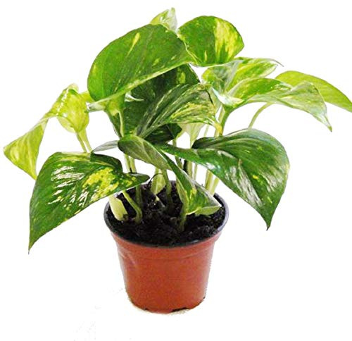 Set of 2 Ivy Tute Scindapsus Epipremnum 12cm Pot