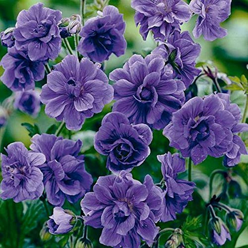 Seeds - 10 Double Purple Geranium Seeds Flowers Perennial Flower Seed, Flowering Seeds