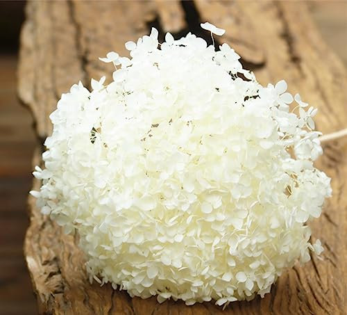 DongArts Arreglo floral natural preservado, hortensia floral con tallo para centro de mesa de boda decoración del hogar (blanco)