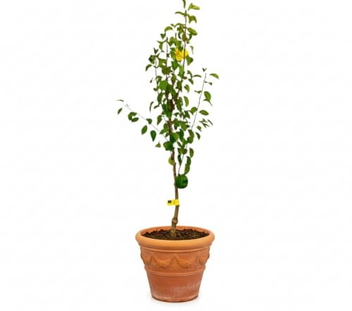 Garden Center Shop | Peral Ercolini M25 150 cm | Frutal de Altura con Producción Temprana | Variedad DOP Jumilla | Árbol Frutal Duradero y Elegante