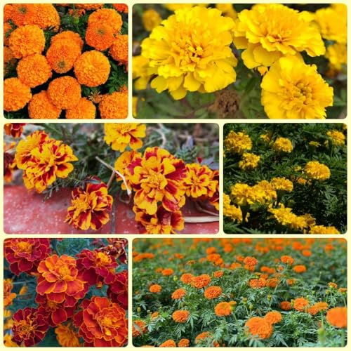 Semi di calendula, rari semi di balcone perenne antiche varietà 400pcs