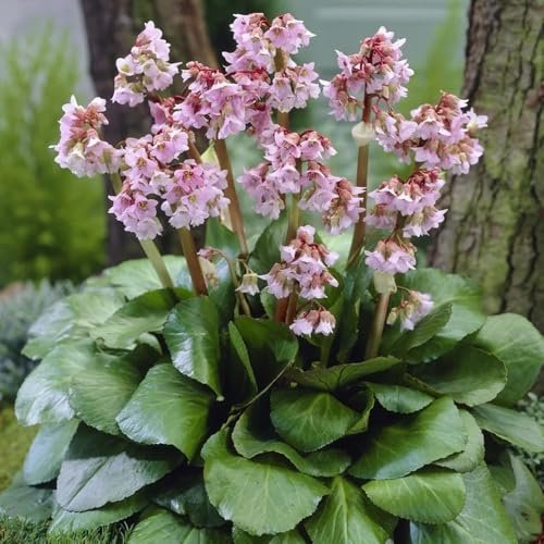 semillas de Bergenia - invernadero balcón Decoraciones jardín 70pcs