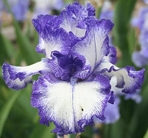 Ink Patterns Tall Bearded Iris Root, Spectacular Flowering Perennial, Rhizome, Bulb, Plant, Flower