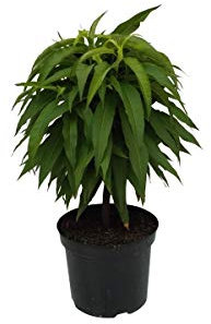 Redgold, winterharte Zwergnektarine mit kompakter Krone 40-60 cm Zwergobst Balkonobst 3,5 Liter Topf