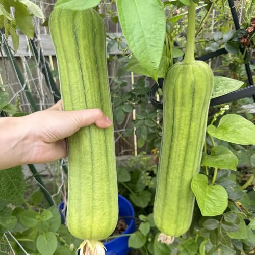 Semillas de luffa, semillas de pepino de luffa, antiguas variedades Luffa aegyptiaca, raras de balcón resistentes 120pcs