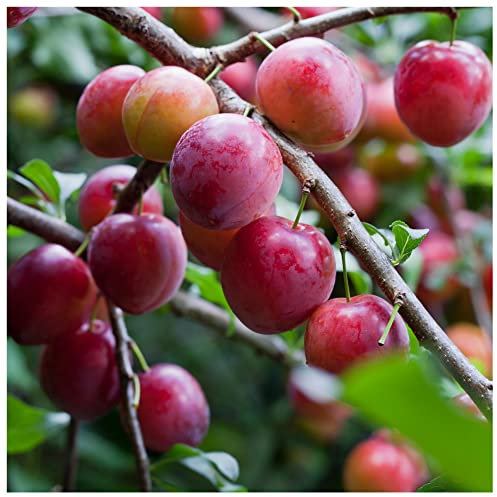 Opal Plum Tree 4-5ft Self-Fertile,Tasty & Sweet,Ready to Fruit,Early Fruiting in a 6L Pot 3fatpigs®