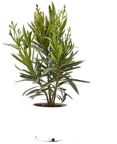 Adelfa Blanca Planta Natural Fácil de Cuidar