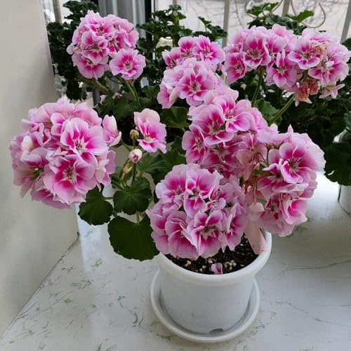 semi di geranio perenni - giardino balcone resistenti interno, esterno vecchie varietà 250pcs