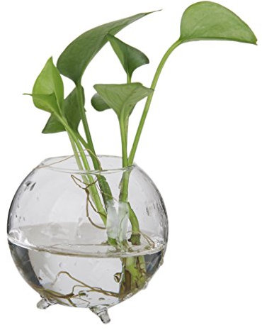 Vase Boule en Verre Transparent pour Plante Fleur Hydroponique DIY Paysage Miniature