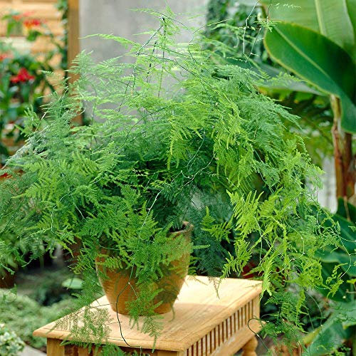 Asparagus Plumosus Plante d’Intérieur – 1 x Fougère Vivante en pot de 12 cm