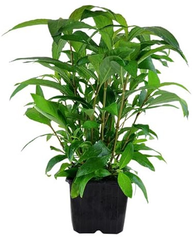 AquaOne Aquarium Pflanzen I Mutterpflanze Hygrophila 'Siamensis' XL I Aquarienpflanze Hintergrund Stängelpflanze einfach I Aquascaping Dekoration