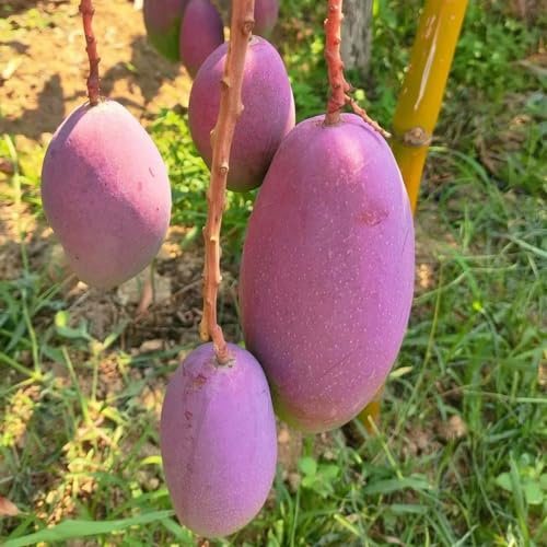 3 pz Semi di mango resistenti, semi di frutta fresca rialzata, albero bonsai Mangifera indica, Protezione svernante per piante, piante rare del giardino delle erbe degli alberi