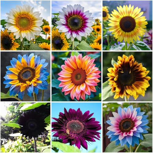 Mixrug 100+ Rare Sunflower Seeds for Planting Outdoor-Exotic Sunflower Seeds-Sun Flower Seed Non-GMO Heirloom Blooms in Home Garden