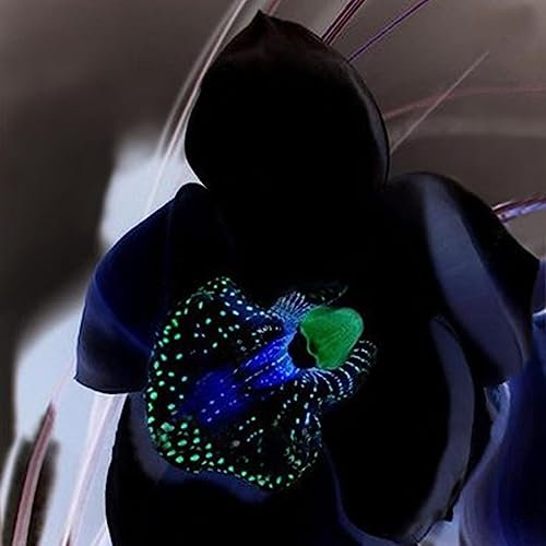 100 Stücke Seltene Orchidee Samen Cymbidium Blume Pflanze Home Office Garten Bonsai Dekor Blume Obst Baum Gemüse Samen 4# Orchideensamen