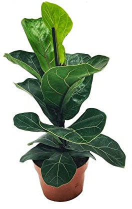 Ficus Lyrata Planta Viva de Interior para el Hogar